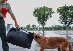 警犬通报事件，上班时间抢小朋友烤肠的背后故事