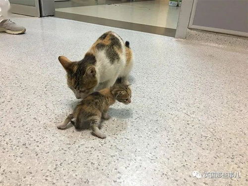 流浪猫妈妈叼小猫到诊所“求治病”